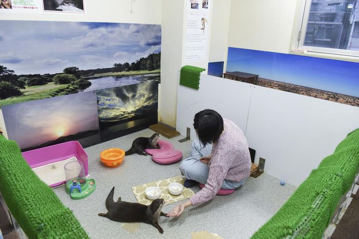 These Otters Are Popular Pets in Asia. That May Be Their Undoing.