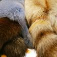 Fashion gians Gucci, Versace and Burberry have discontinued the use of fur in their designs