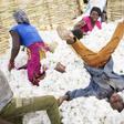 Dyed in the wool: Cotton supports a quarter of the population of Mali, which has retaken the title of Africa's cotton champion