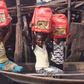 10 interesting facts you didn't know about ITEL Mobile, No 6 will shock you