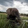 An elephant splashes at sunset in the waters of the Chobe river in Botswana Chobe National Park