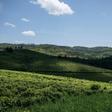 Beautiful but dangerous: A view across the JTN tea plantation in a region of eastern DR Congo known as 'the Switzerland of Africa.' The verdant region is also riddled with brutal militias, who often clash over land