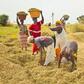 Nigeria now produces 8m metric tonnes of rice yearly, as CBN disburses N40bn to NIFANb  [Amiloaded]
