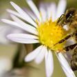 It has become increasingly customary in the French capital for bee hives to be introduced at seemingly unlikely locations, including also at the Paris Opera