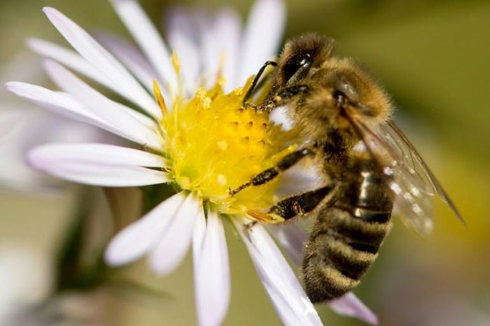 It has become increasingly customary in the French capital for bee hives to be introduced at seemingly unlikely locations, including also at the Paris Opera