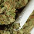 Indian hemp