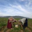 Tunisia's agricultural sector relies heavily on low-paid day labourers, many of them women, who work in often arduous conditions