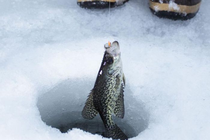 Dr. Pimple Popper Goes 'Fishing' For A Pilar Cyst