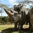 The sanctuary houses the world's last two northern white rhinos, Najin and her daughter Fatu, seen in their enclosure in the private conservancy of Ol-Pejeta in Nanyuki