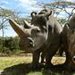 The sanctuary houses the world's last two northern white rhinos, Najin and her daughter Fatu, seen in their enclosure in the private conservancy of Ol-Pejeta in Nanyuki