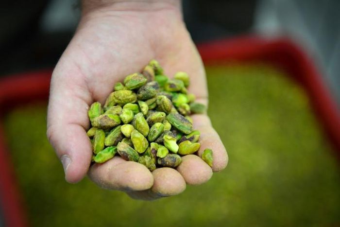 A small group of French farmers hopes to re-introduce pistachio farming in the southern Provence region