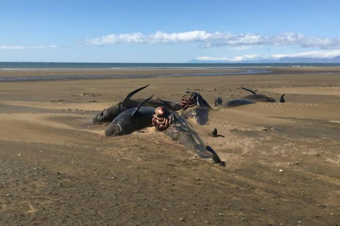 Pilot whales can get trapped if they follow their prey into shallow water