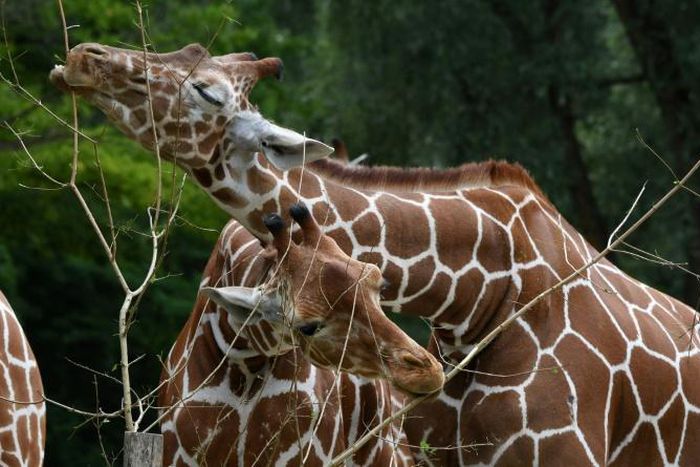 Biologists say giraffes are bisexual. In some groups, 90 percent of the acts observed are in fact homosexual in nature