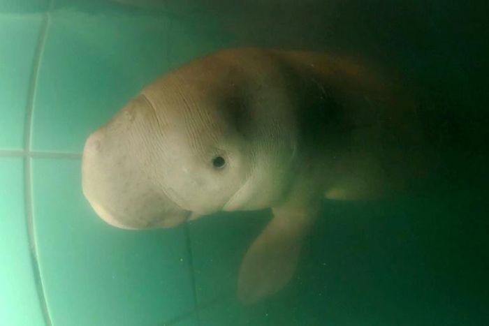 The newly named dugong 'handsome prince of the sea', recently washed ashore in Thailand, is now in rehabilitation