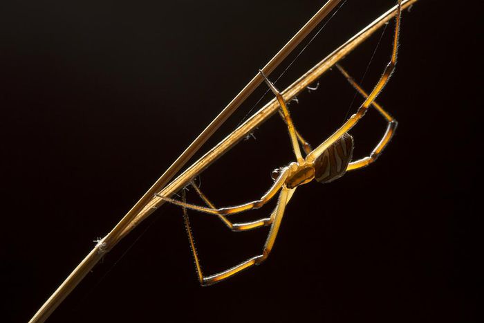 How Does a Male Black Widow Find a Mate? Follow the Other Guys