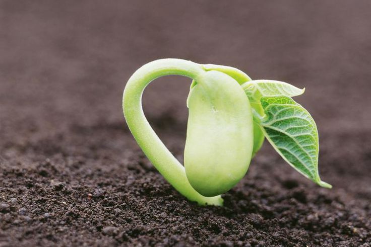 Dr. Pimple Popper Popped 'Magic Bean' Cyst