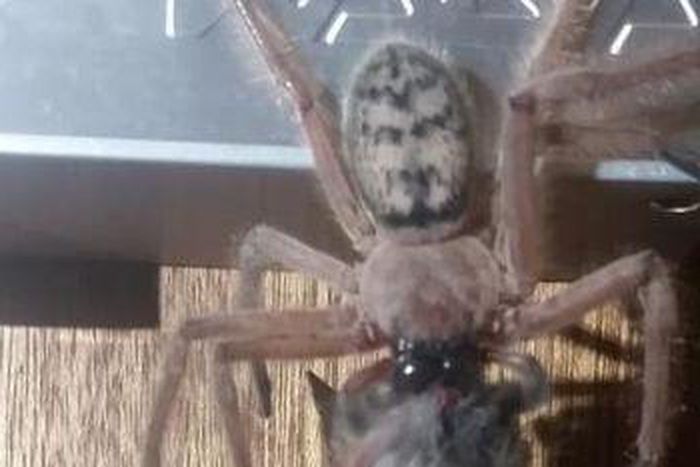 This Spider Is Here to Haunt Your Dreams