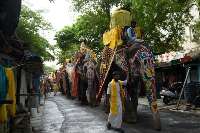 Elephants paraded at a Hindu festival in 2017 in Ahmedabad