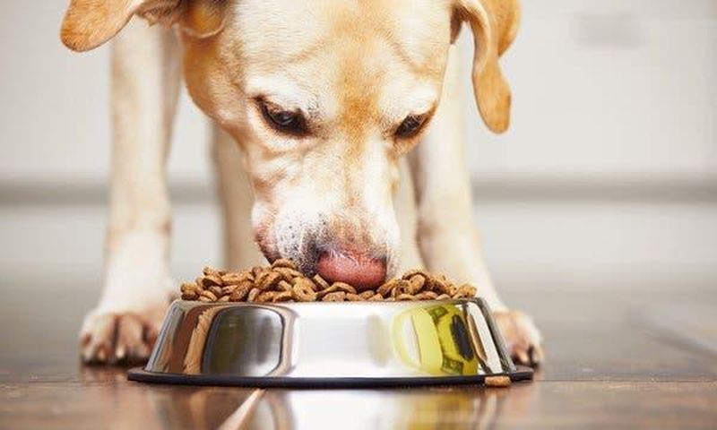 FDA links 16 brands of dog food to canine heart disease
