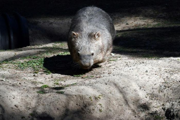 Squat and furry, wombats are small burrow-dwelling marsupials that are largely nocturnal and walk on all fours