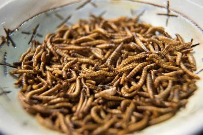 Meal worms are one of the ingredients used by Gourmet Grubb