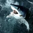 The shortfin mako shark, the world's fastest shark, is among those being caught in large numbers in the North Atlantic