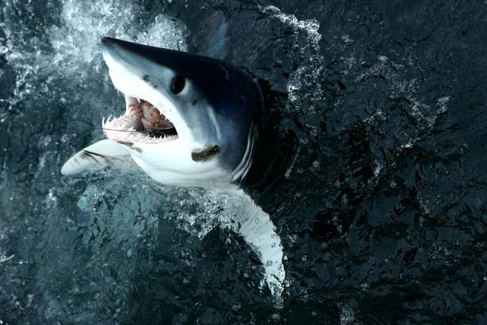 The shortfin mako shark, the world's fastest shark, is among those being caught in large numbers in the North Atlantic