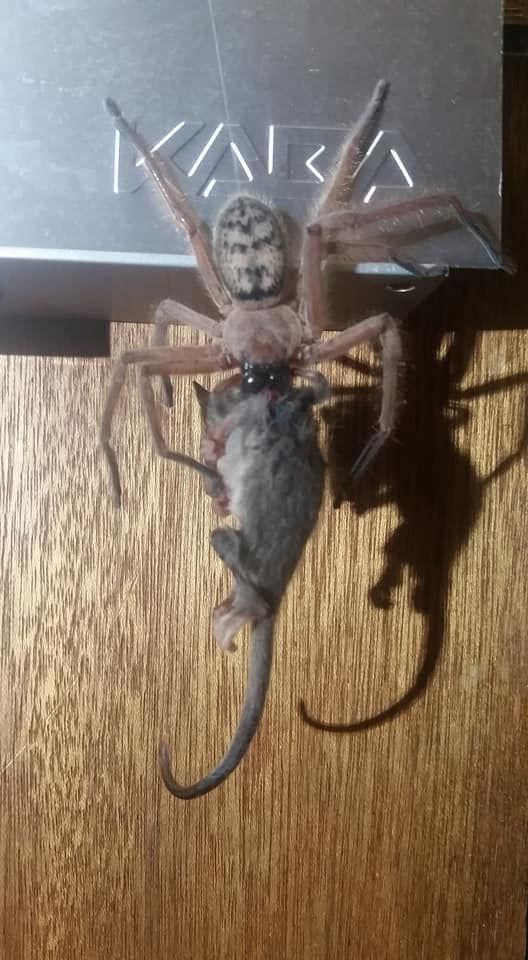 hunstman spider with possum