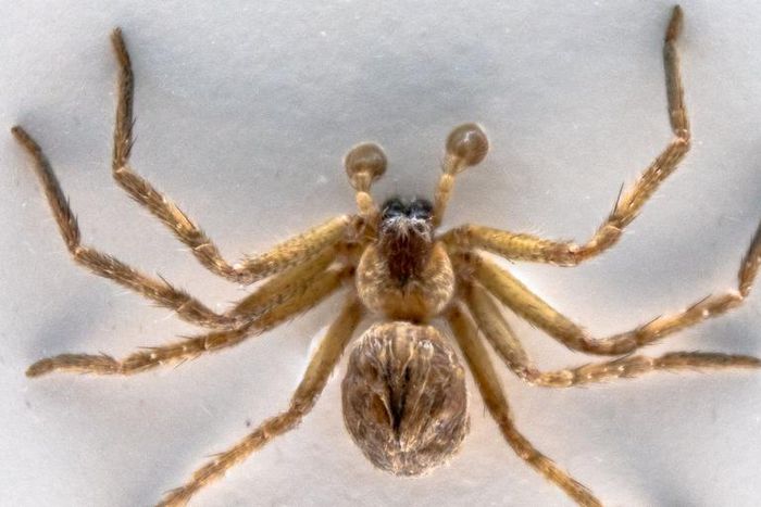This Possum-Eating Spider Will Give You Bad Dreams