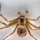 This Possum-Eating Spider Will Give You Bad Dreams