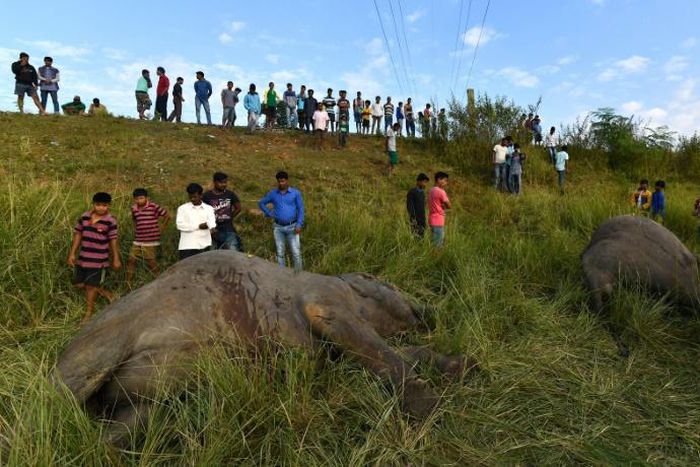 Indian villagers look at the bodies of two elephants killed after being struck by a train in 2017