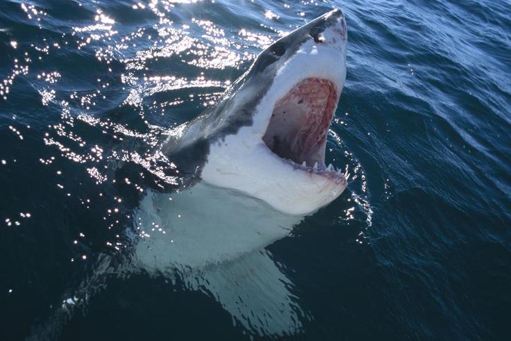 The 8 Best Shark Movies to Watch if You Can’t Wait for Shark Week