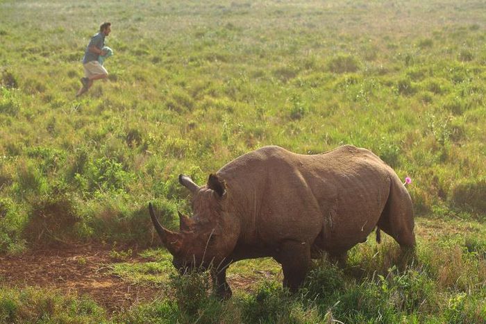 There are about 5,000 black rhinos remaining across their range in the wild, according to the International Union for Conservation of Nature, making them one of the most critically endangered species in the world.