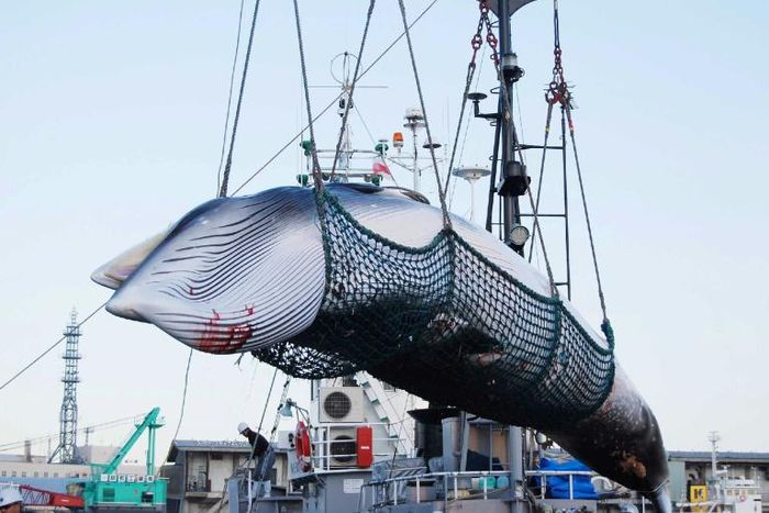 Japan last December announced it would no longer comply with a decades-old ban on commercial whaling