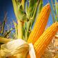 Watch the 'Toe Bro' Remove a Patient's Corns