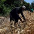 An Iraqi Kurdish farmer harvests wheat in the Qandil Mountains of northern Iraq in June 2018. This year northern farmlands are on fire