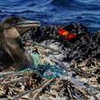 A flightless cormorant sits on her nest surrounded by plastic waste on a remote island off the coast of Ecuador