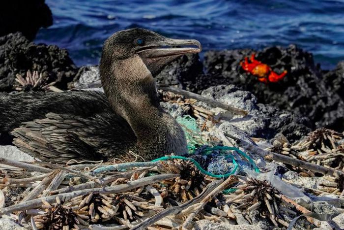 A flightless cormorant sits on her nest surrounded by plastic waste on a remote island off the coast of Ecuador