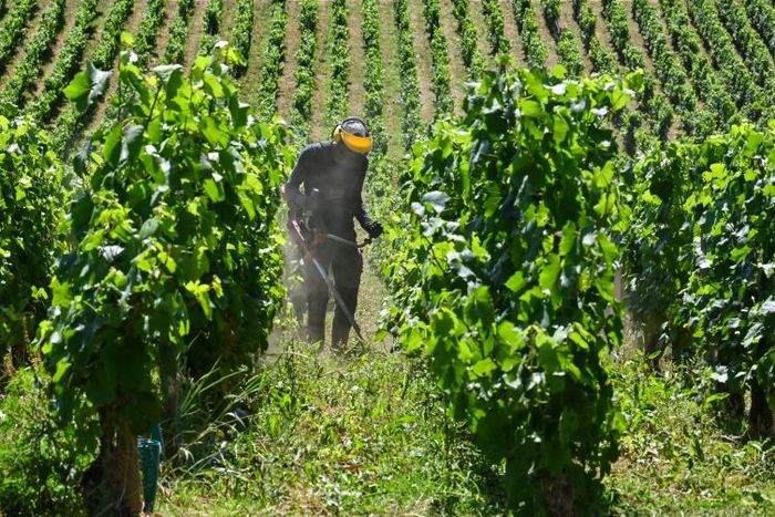 Unfavourable weather conditions hit the flowering of the vine