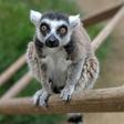 After his ordeal Isaac, 32, was eventually returned unharmed to the Santa Ana Zoo
