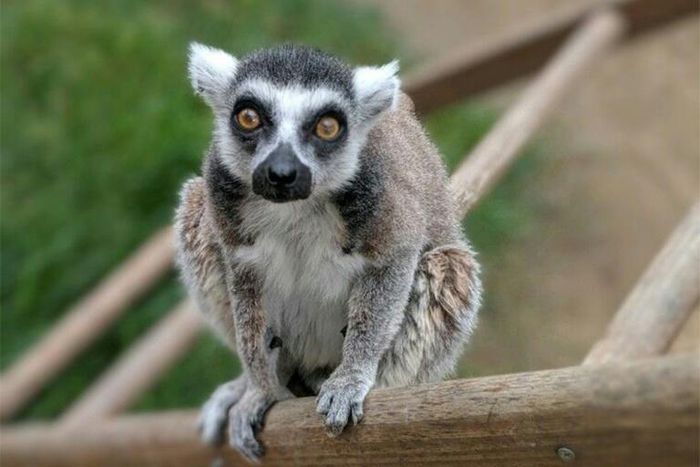 After his ordeal Isaac, 32, was eventually returned unharmed to the Santa Ana Zoo