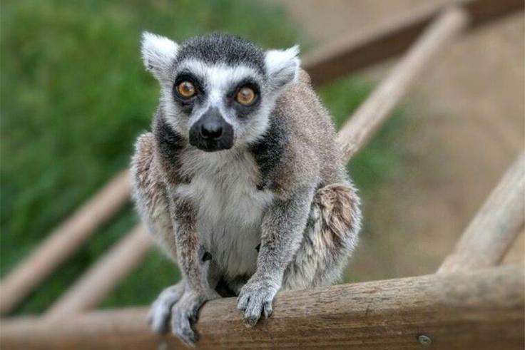 After his ordeal Isaac, 32, was eventually returned unharmed to the Santa Ana Zoo