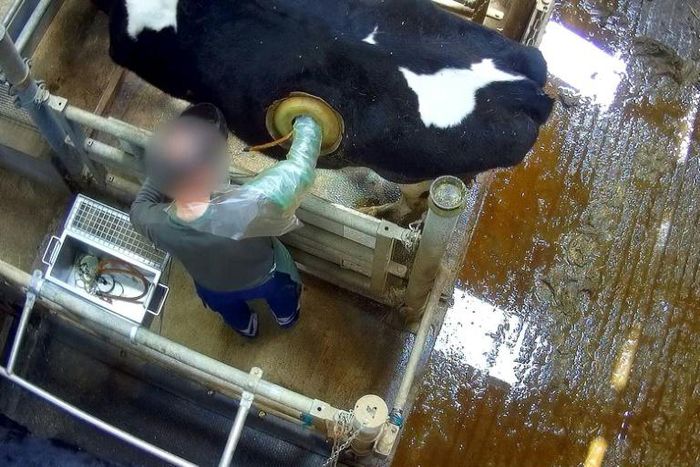 Footage released by French animal rights group L214 shows a man reaching directly into a cow's stomach via a "porthole" opening