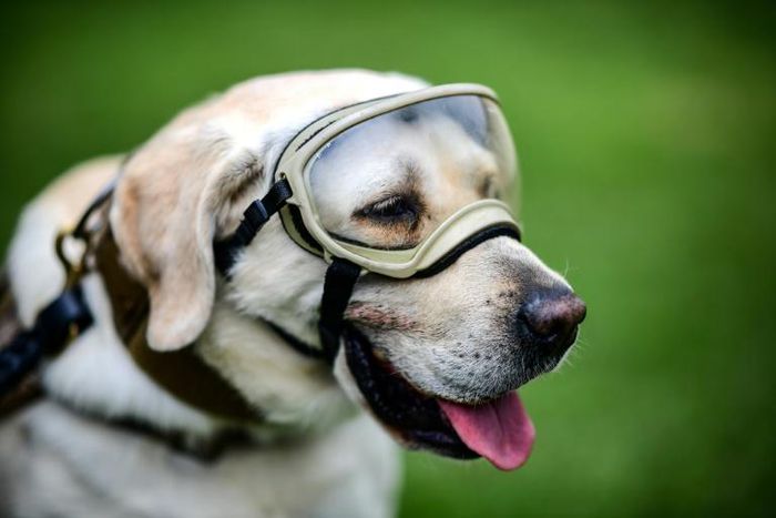 Frida the rescue dog, pictured during a September 2018 training session in Mexico City, saved 12 people's lives throughout her career, the navy said