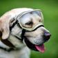 Frida the rescue dog, pictured during a September 2018 training session in Mexico City, saved 12 people's lives throughout her career, the navy said