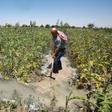 Syrian farmer Radwan Hazaa is counting on ths year's record winter rainfall to provide the irrigation water he needs to bring life back to his farm after long years of war