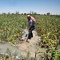 Syrian farmer Radwan Hazaa is counting on ths year's record winter rainfall to provide the irrigation water he needs to bring life back to his farm after long years of war