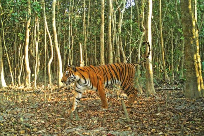 The Tiger census was conducted on 1,656 square kilometres (640 square miles) of forest in 2018 and used camera traps to count the big cats