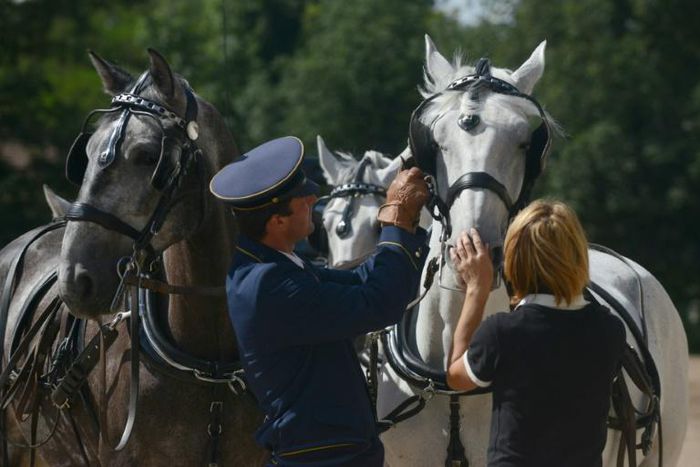 Horses have been bred for at least five centuries at the Czech Republic's national stud farm