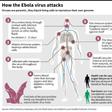 How the Ebola virus attacks the body